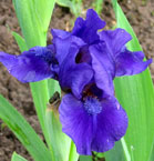 Iris - Vilkdalgis - Rašalinukas